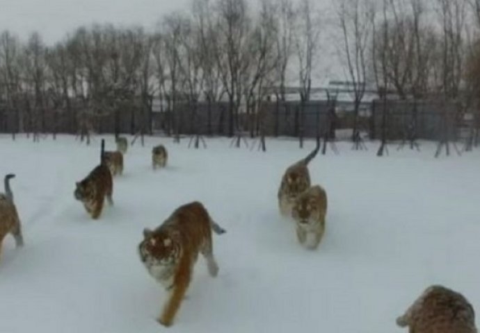 Pogledajte šta se dogodi kada dron proleti iznad gladnih tigrova (VIDEO)
