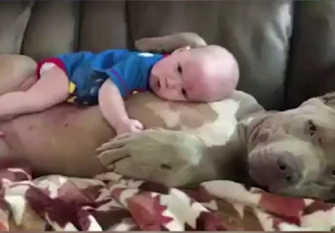 Beba leži na trbuhu ogromnog Pitbulla, a njegova reakcija je neopisiva! (VIDEO)