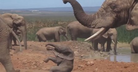 Nesvakidašnja scena: Slonić se našao na putu napaljenom slonu, potresna snimka njegove osvete šokirala turiste