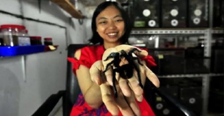 Neobični ljubimci: Žena živi sa 1.500 tarantula (VIDEO)