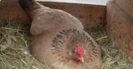 Mislio je da leži na jajetu: Kada ju je podigao, uslijedio je šok (VIDEO)