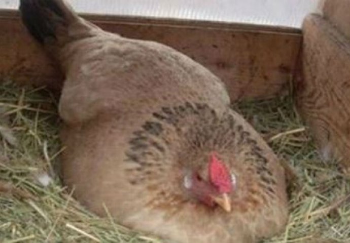 Mislio je da leži na jajetu: Kada ju je podigao, uslijedio je šok (VIDEO)