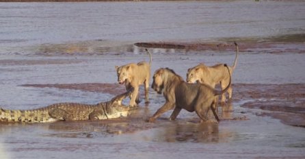 Borba za opstanak: Čopor gladnih lavica napao ni manje ni više nego krokodila (VIDEO)