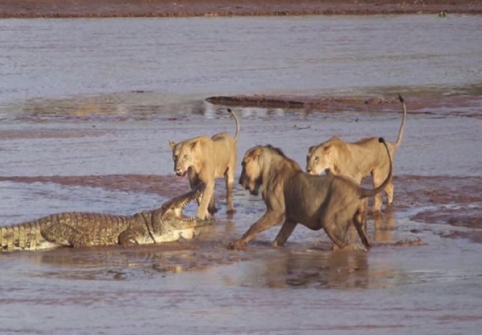 Borba za opstanak: Čopor gladnih lavica napao ni manje ni više nego krokodila (VIDEO)
