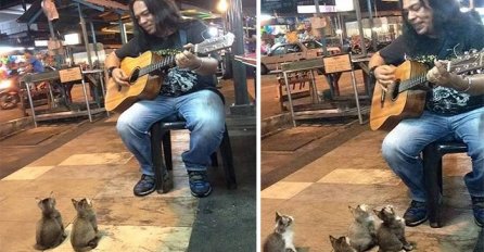Htio je da krene kući, ali mačke su dolazile u sve većem broju (VIDEO)
