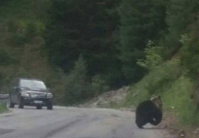 Pogledajte kako medvjed prelazi cestu kod Zvornika (VIDEO)