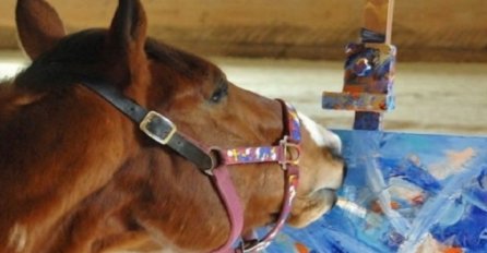 Čudo od životinje: Trkaći konj koji crta umjetničke slike (VIDEO)