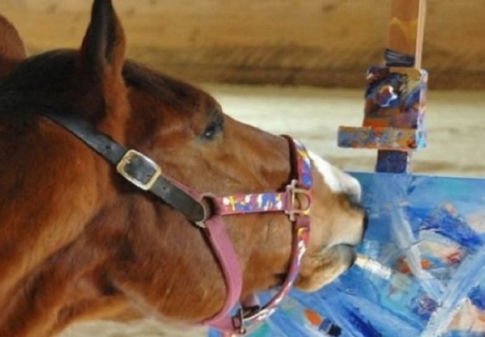 Čudo od životinje: Trkaći konj koji crta umjetničke slike (VIDEO)