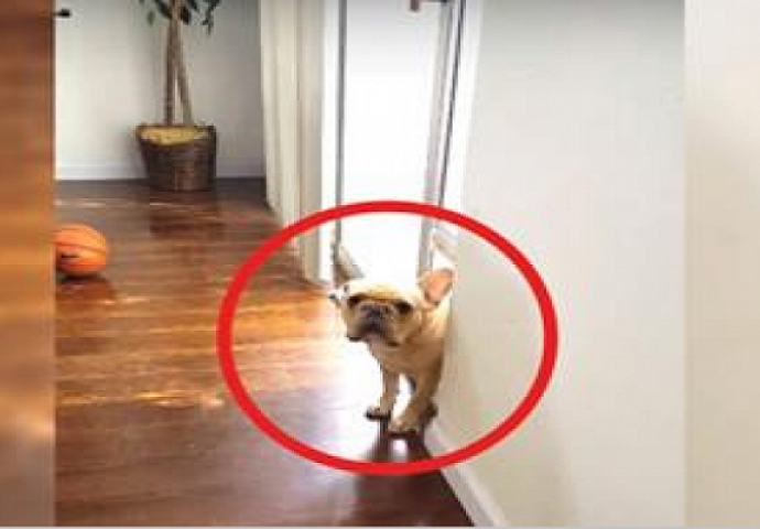 Pitala je svog psa da li je žvakao olovku, njegov odgovor je neprocjenjiv (VIDEO)