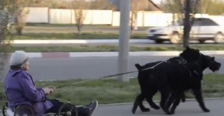 Ovo još niste vidjeli: Umjesto kolica, istrenirala pse da je voze ulicama grada (VIDEO)
