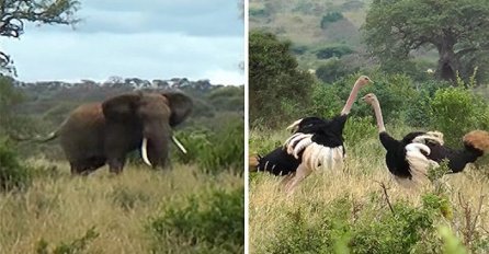 Snimao je dva noja kako se tuku jedan protiv drugoga, a onda je iznenada naišao slon i uradio nešto neočekivano (VIDEO)