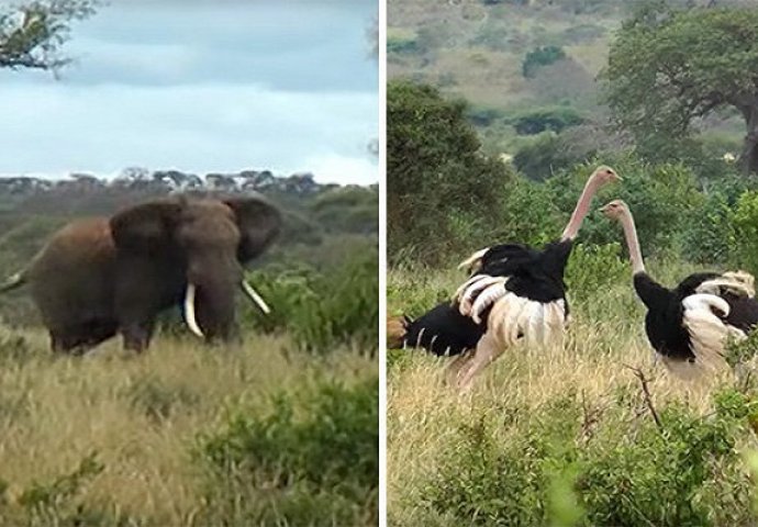 Snimao je dva noja kako se tuku jedan protiv drugoga, a onda je iznenada naišao slon i uradio nešto neočekivano (VIDEO)