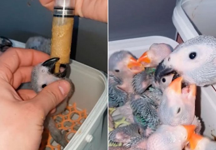 Ručno hranjenje tek rođenih papagaja je zaista nevjerovatan prizor! (VIDEO)