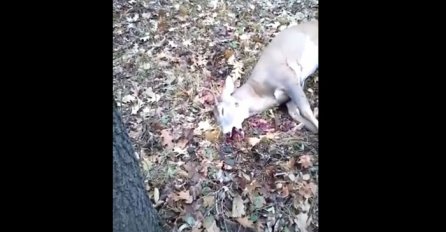 Vidio je mrtvog jelena u šumi i približio mu se, a onda je bježao kao nikada u životu (VIDEO)