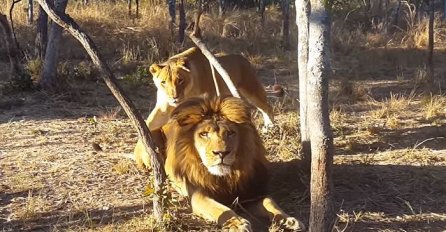 Lavica se polako prišunjala lavu iza leđa i pokušala ga uplašiti, dobro obratite pažnju šta će uslijediti na 0:43 (VIDEO)