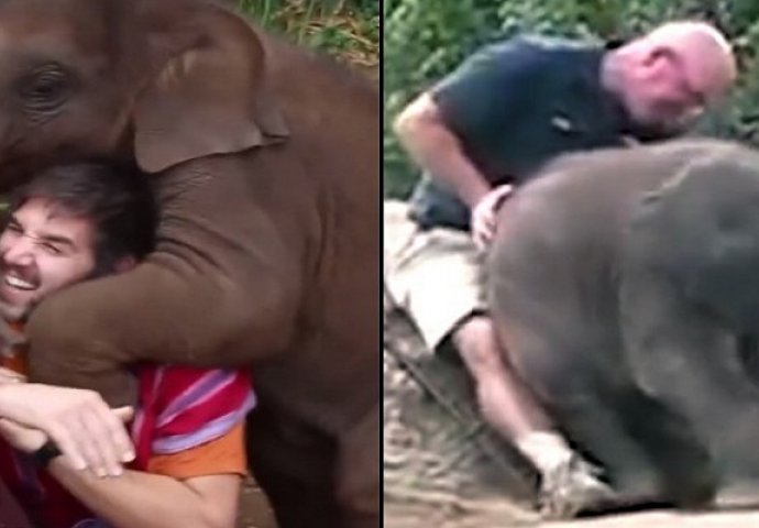 Kada beba slona pokušava da ti sjedne u krilo, a ti se valjaš od smijeha, bukvalno! (VIDEO)