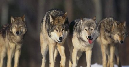 Naučnici u nevjerici: 14 vukova napravilo čudo u prirodi (VIDEO)