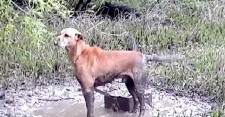 Ostali su u suzama nakon što su pronašli psa vezanog za betonski blok i ostavljenog da umre (VIDEO)