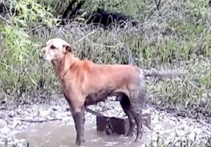 Ostali su u suzama nakon što su pronašli psa vezanog za betonski blok i ostavljenog da umre (VIDEO)