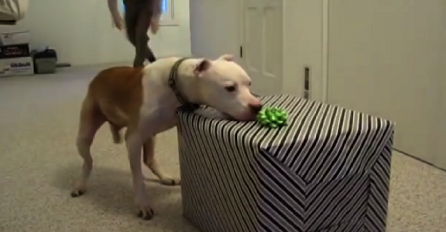 Ovaj pas je pobijedio tešku bolest, a onda je dobio iznenađenje koje nikada neće zaboraviti (VIDEO)