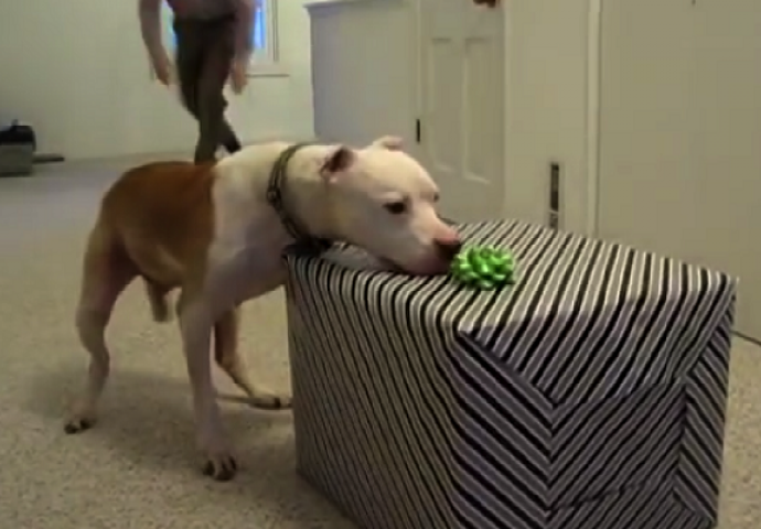 Ovaj pas je pobijedio tešku bolest, a onda je dobio iznenađenje koje nikada neće zaboraviti (VIDEO)