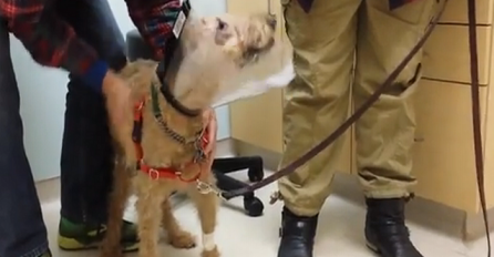 Reakcija slijepog psa koji je ponovo progledao te po prvi put vidio svoje vlasnike će vas oduševiti (VIDEO)