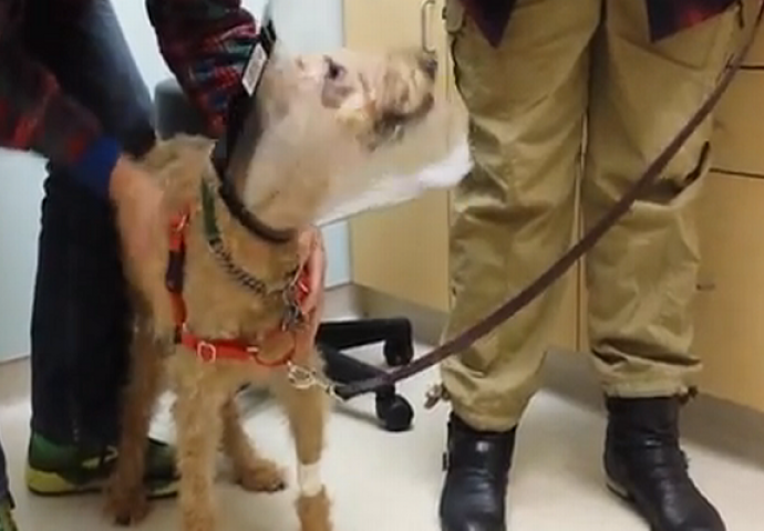 Reakcija slijepog psa koji je ponovo progledao te po prvi put vidio svoje vlasnike će vas oduševiti (VIDEO)