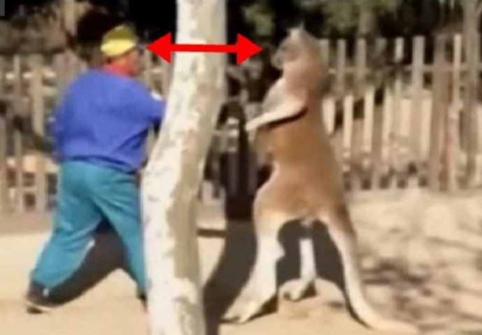 Kinez u zoološkom vrtu ošamario kengura, nećete vjerovati šta se dalje dogodilo (VIDEO)