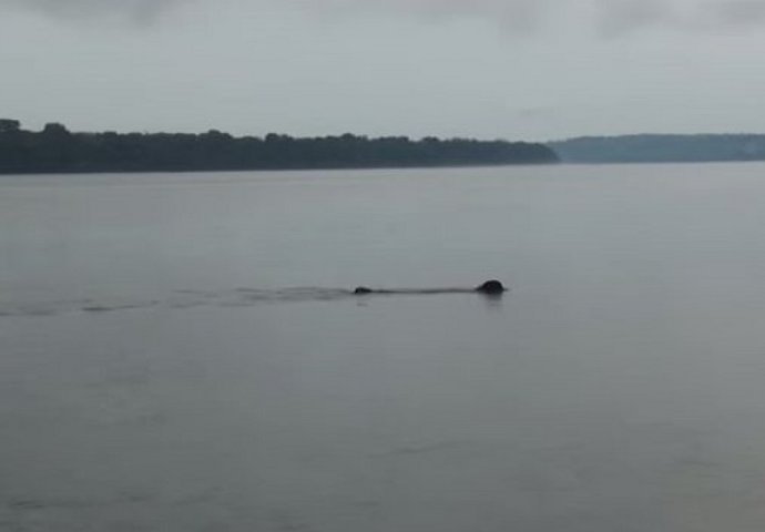 Mislili su da prema njihovom čamcu pliva džinovska anakonda, no prava istina ih je oborila s nogu! (VIDEO)