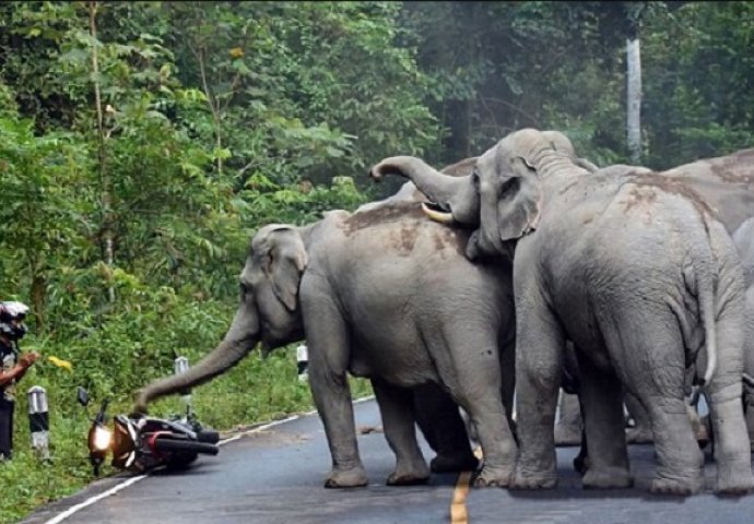 Uletio je motorom u krdo slonova, a onda je morao da preklinje za milost (VIDEO)