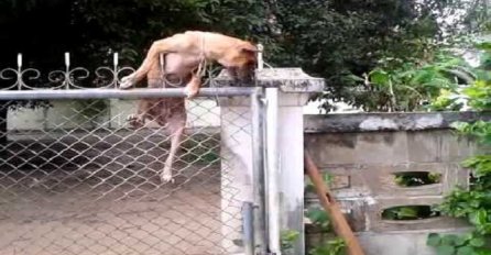 U životu niste vidjeli da pas ovako "preskače" ogradu! (VIDEO)