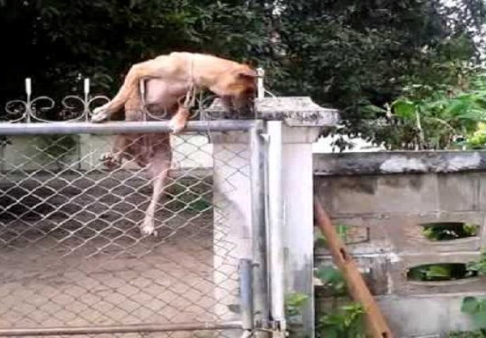 U životu niste vidjeli da pas ovako "preskače" ogradu! (VIDEO)