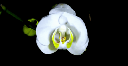 Ovaj cvijet krije ogromnu tajnu, nećete moći skinuti pogled sa njega (VIDEO)
