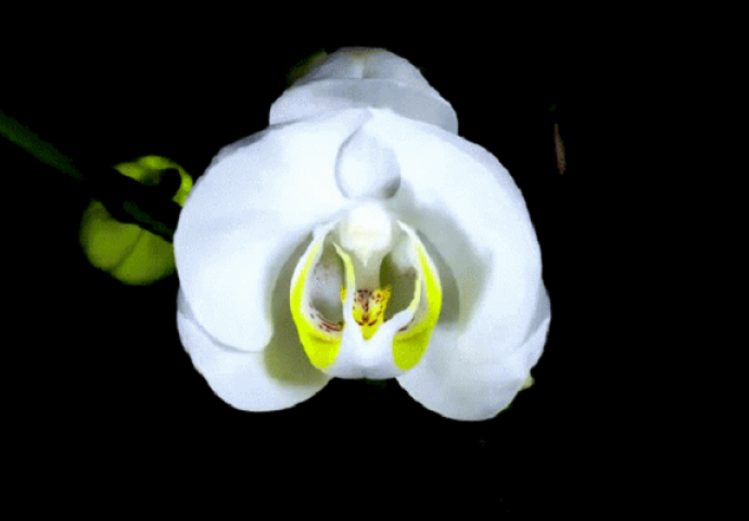 Ovaj cvijet krije ogromnu tajnu, nećete moći skinuti pogled sa njega (VIDEO)