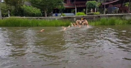 Vlasnik je skočio u rijeku, a onda njegovih 16 retrivera radi nešto nevjerovatno (VIDEO)