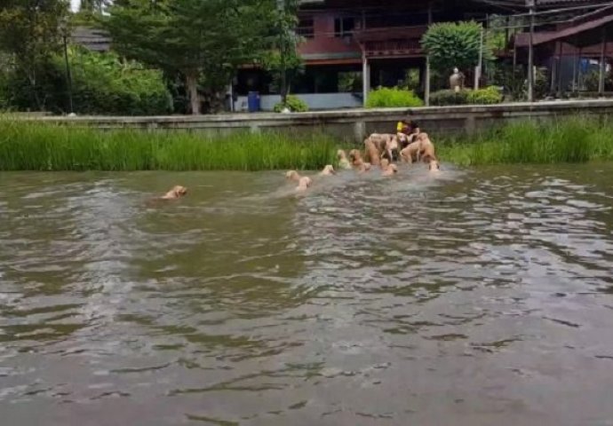 Vlasnik je skočio u rijeku, a onda njegovih 16 retrivera radi nešto nevjerovatno (VIDEO)