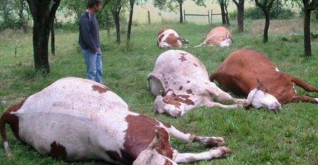 Grom u selu kod Prozora ubio devet krava