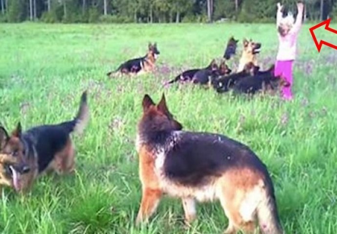 Pogledajte igru ove hrabre djevojčice i 14 njemačkih ovčara (VIDEO)