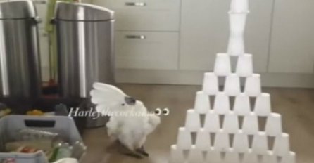 Njegov vlasnik je napravio piramidu od plastičnih čaša, a reakcija papagaja će vas nasmijati do suza! (VIDEO)
