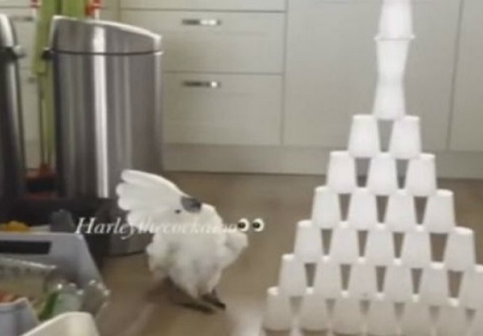 Njegov vlasnik je napravio piramidu od plastičnih čaša, a reakcija papagaja će vas nasmijati do suza! (VIDEO)