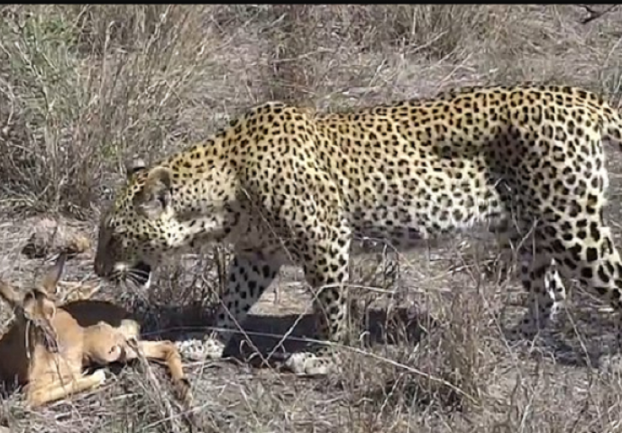 Gladni leopard je uhodio malu antilopu, a onda je uradio nešto neočekivano! (VIDEO)