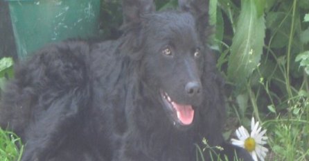 Vlasnik izubijao i živo zakopao štene hrvatskog ovčara, pas se probudio i vratio zlostavljaču