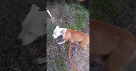 Pas je svoje spasioce vodio 2 kilometra, a razlog će vas oduševiti (VIDEO)