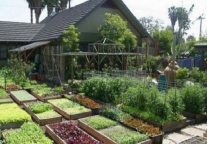 Prije 10 godina su napravili mali vrt, a danas proizvode 2 tone hrane na 400 kvadratnih metara (VIDEO)