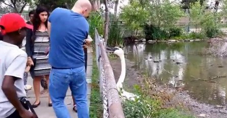 Pogledajte zašto je loša ideja praviti selfi u zoološkom vrtu (VIDEO)