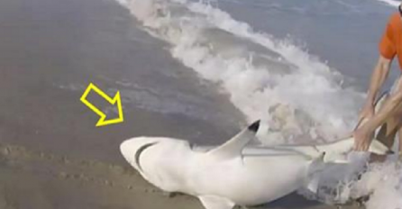 Izvukao je morskog psa iz vode, a onda mu otvorio usta i uradio nevjerovatnu stvar! (VIDEO)