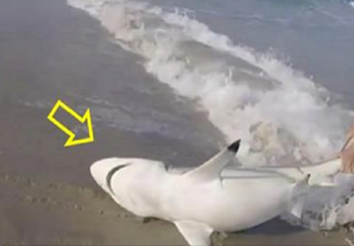 Izvukao je morskog psa iz vode, a onda mu otvorio usta i uradio nevjerovatnu stvar! (VIDEO)