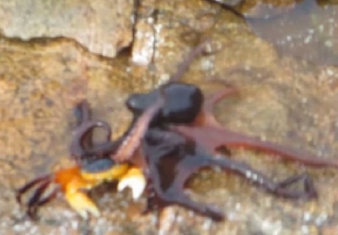 Hobotnica pokušavala da pojede raka, a onda je naišlo nešto veće i skroz preokrenulo tok borbe (VIDEO)