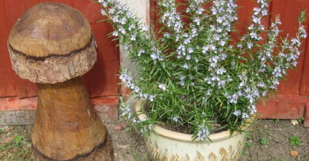 NEVJEROVATNA LJEKOVITOST: Biljka koju morate zasaditi u SAKSIJU