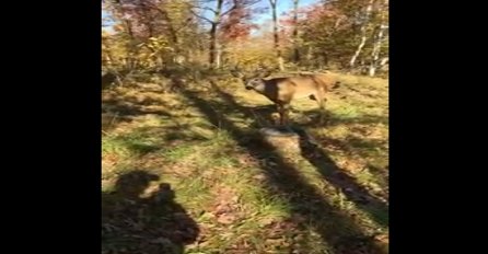 Otišao je u šumu da ulovi jelena, a tamo je doživio nešto što će pamtiti do kraja života (VIDEO)